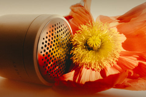 Close-up of a red poppy flower with a fabric shaver on a neutral background
